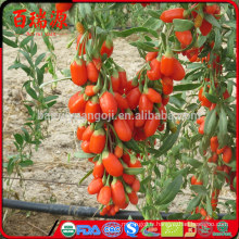 Haute exportation goji baies sèches goji baies baies de goji sur vente chaude